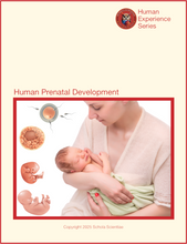 Load image into Gallery viewer, Human Prenatal Development Unit: Available NOW