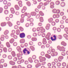 Load image into Gallery viewer, Prepared Microscope Slide, Human Blood Smear, Wright's Stain