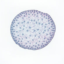 Load image into Gallery viewer, Prepared Microscope Slide, Corn Stem, c.s.