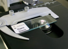 Load image into Gallery viewer, Prepared Microscope Slide, Corn Stem, c.s.