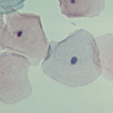 Load image into Gallery viewer, Prepared Microscope Slide, Epithelium Cheek, Human