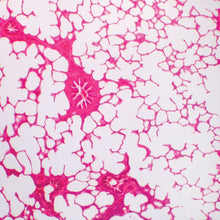 Load image into Gallery viewer, Prepared Microscope Slide, Human Lung, Normal, H&E