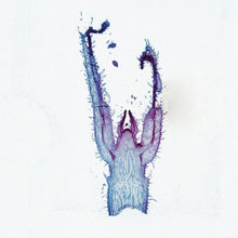 Load image into Gallery viewer, Prepared Microscope Slide, Coleus Stem Tip, l.s., 12 µm