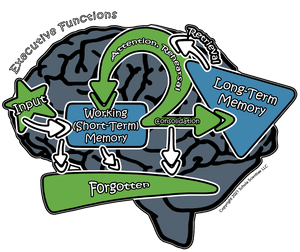 Human Cognition