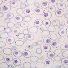 Load image into Gallery viewer, Prepared Microscope Slide, Animal Mitosis