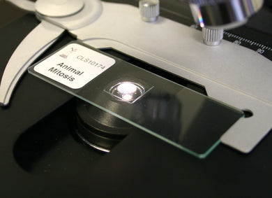 Prepared Microscope Slide, Animal Mitosis
