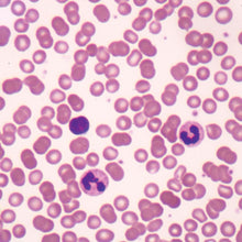 Load image into Gallery viewer, Prepared Microscope Slide, Human Blood Smear, Wright&#39;s Stain