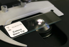 Load image into Gallery viewer, Prepared Microscope Slide, Coleus Stem Tip, l.s., 12 µm
