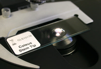 Prepared Microscope Slide, Coleus Stem Tip, l.s., 12 µm