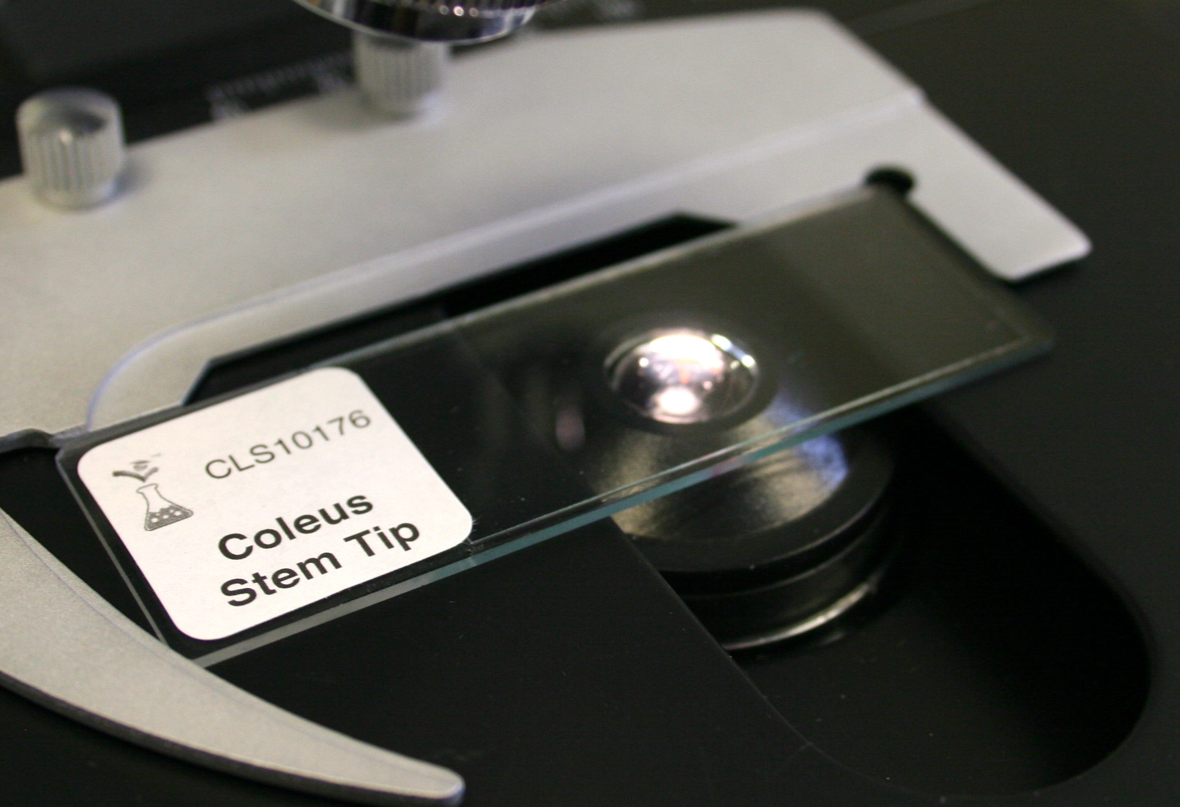 Prepared Microscope Slide, Coleus Stem Tip, l.s., 12 µm – lablearner.com