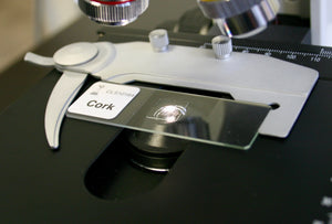Prepared Microscope Slide, Cork Section