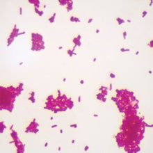 Load image into Gallery viewer, Prepared Microscope Slide, Escherichia coli (E. coli)