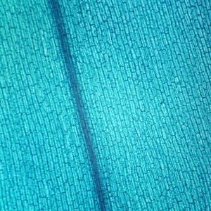 Prepared Microscope Slide, Elodea Leaf, w.m.