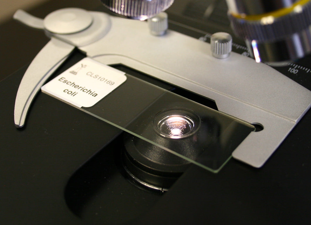 Prepared Microscope Slide, Escherichia coli (E. coli)