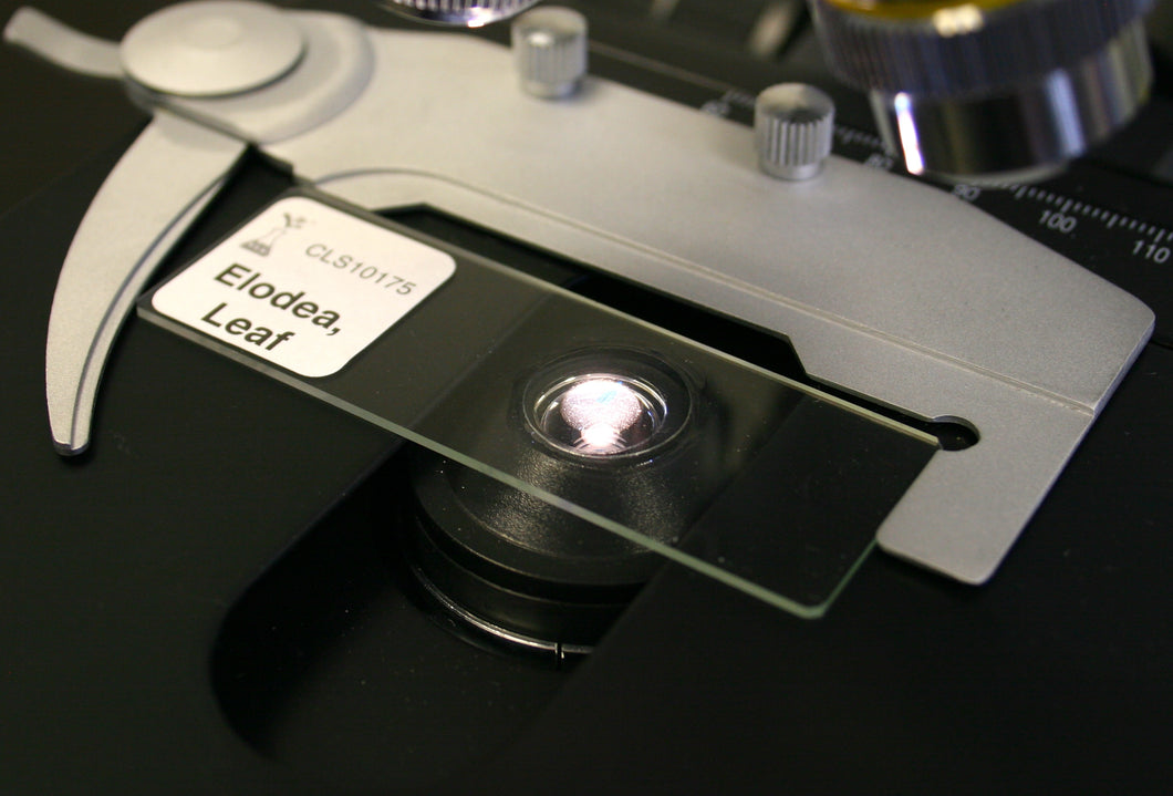 Prepared Microscope Slide, Elodea Leaf, w.m.