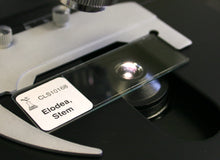 Load image into Gallery viewer, Prepared Microscope Slide, Elodea Stem