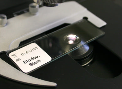 Prepared Microscope Slide, Elodea Stem