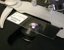 Load image into Gallery viewer, Prepared Microscope Slide, Epithelium Cheek, Human