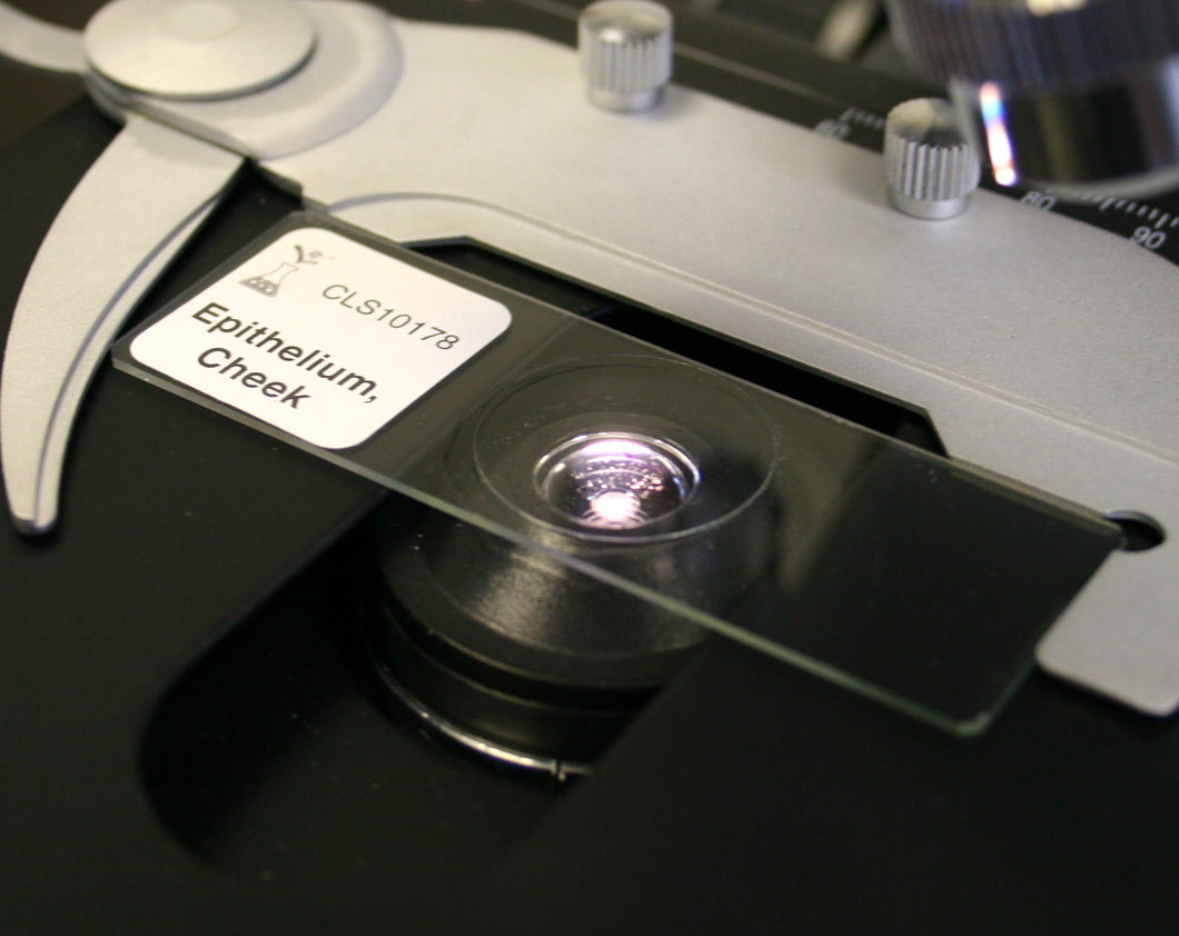 Prepared Microscope Slide, Epithelium Cheek, Human
