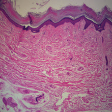 Load image into Gallery viewer, Prepared Microscope Slide, Human Skin, Non-pigmented Normal, H&amp;E