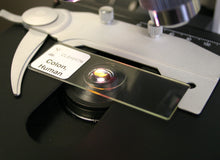 Load image into Gallery viewer, Prepared Microscope Slide, Human Colon, c.s.
