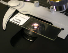 Load image into Gallery viewer, Prepared Microscope Slide, Human Lung, Normal, H&amp;E