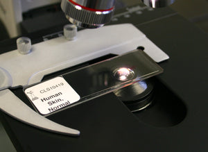 Prepared Microscope Slide, Human Skin, Non-pigmented Normal, H&E