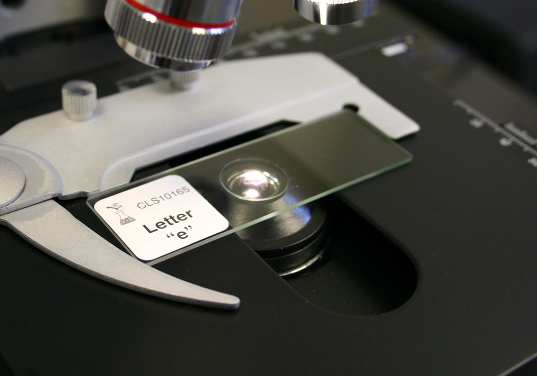Prepared Microscope Slide, Letter 