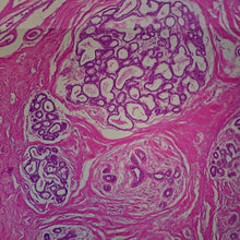 Load image into Gallery viewer, Prepared Microscope Slide, Human Breast, Mammary Gland, Lactating, H&amp;E