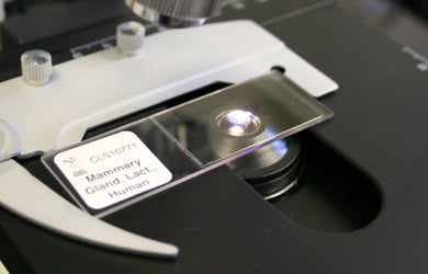 Prepared Microscope Slide, Human Breast, Mammary Gland, Lactating, H&E