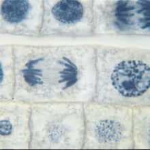 Load image into Gallery viewer, Prepared Microscope Slide, Onion Mitosis, Root Tip, l.s.