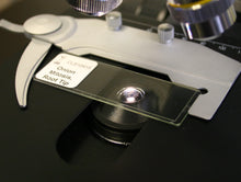Load image into Gallery viewer, Prepared Microscope Slide, Onion Mitosis, Root Tip, l.s.