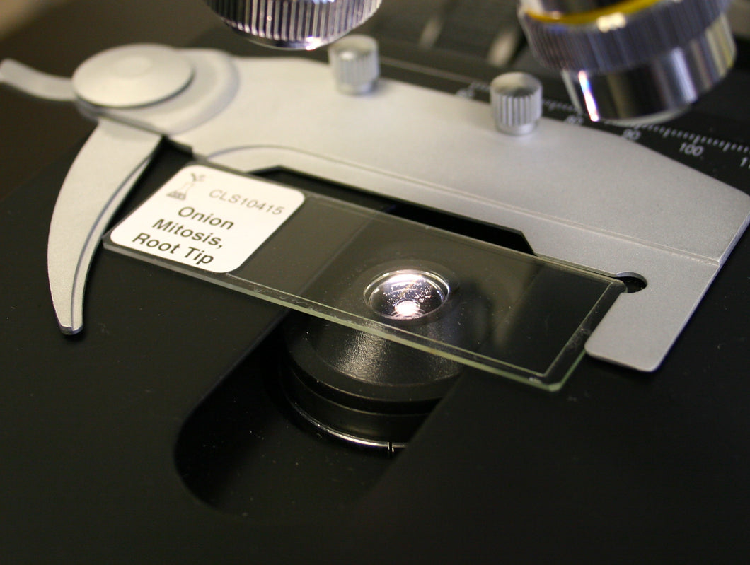 Prepared Microscope Slide, Onion Mitosis, Root Tip, l.s.
