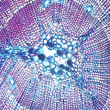 Load image into Gallery viewer, Prepared Microscope Slide, Pinus Stem One-Year Stem, c.s.
