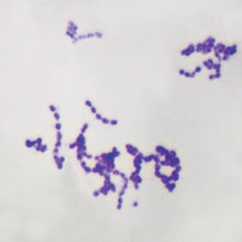 Load image into Gallery viewer, Prepared Microscope Slide, Streptococcus (Diplococcus) pneumoniae, w.m.