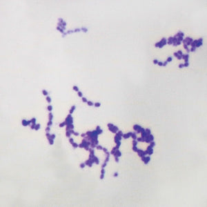 Prepared Microscope Slide, Streptococcus (Diplococcus) pneumoniae, w.m.