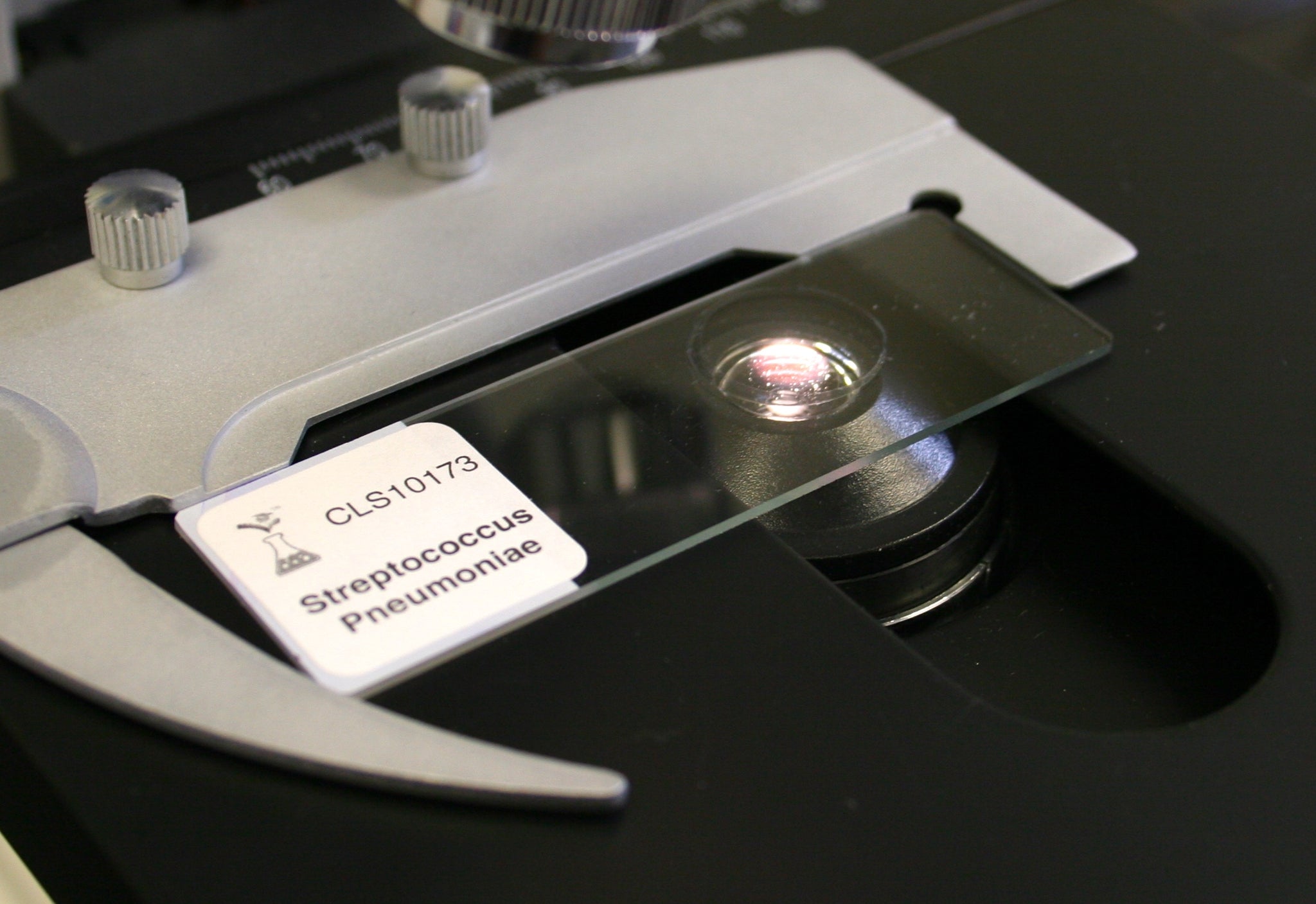 Streptococcus Diplococcus Pneumoniae Wm Microscope