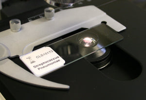 Prepared Microscope Slide, Streptococcus (Diplococcus) pneumoniae, w.m.