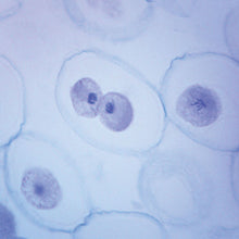 Load image into Gallery viewer, Prepared Microscope Slide, Animal Mitosis